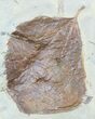 Three Fossil Leaves (Zizyphoides & Dicotylophyllum) #55143-3